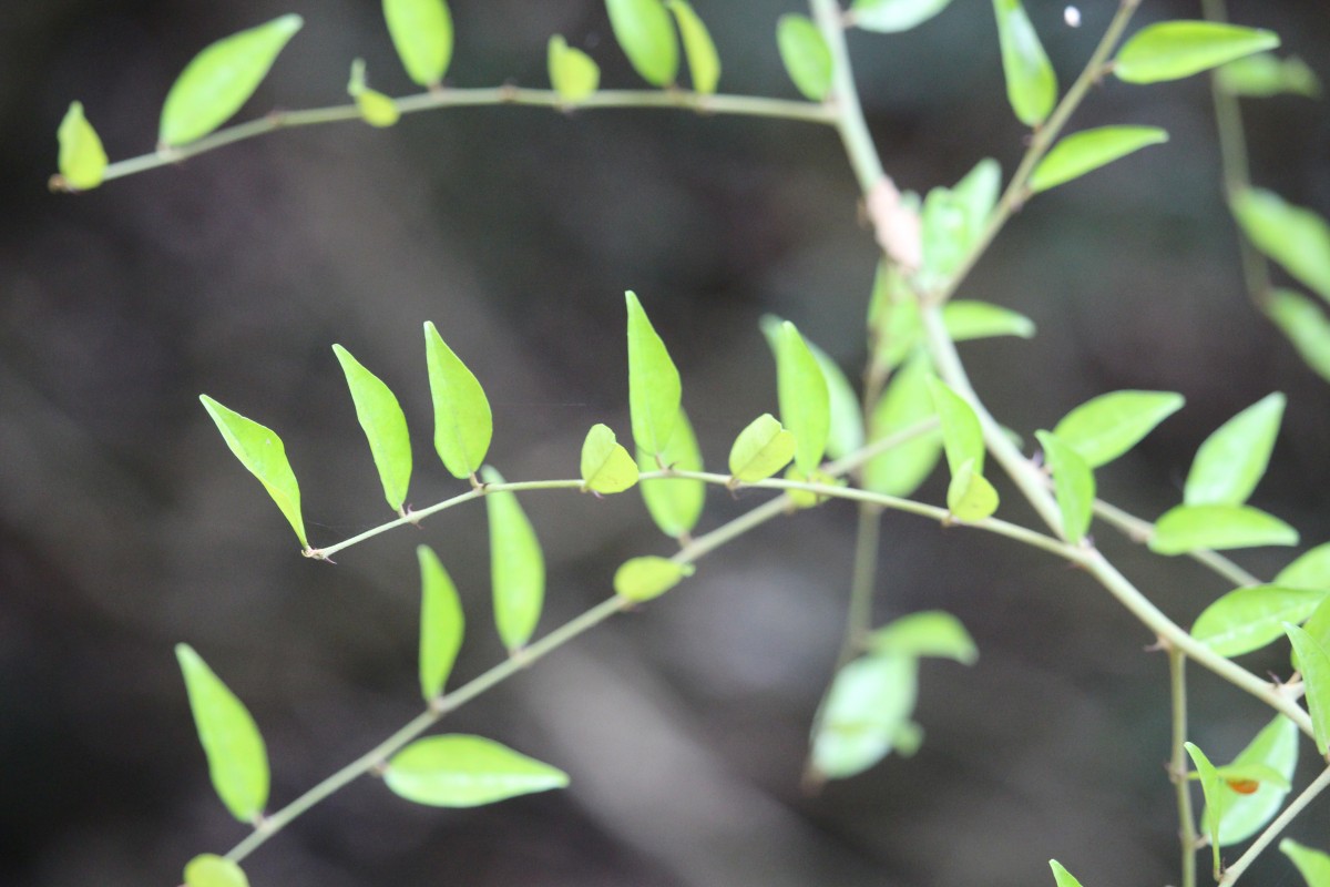 Capparis sepiaria L.